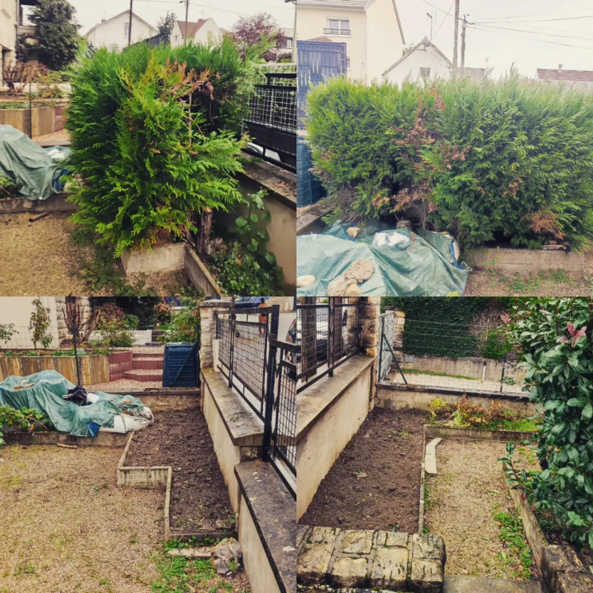 Arrachage d’une haie de thuyas et nettoyage de jardin, avant / après