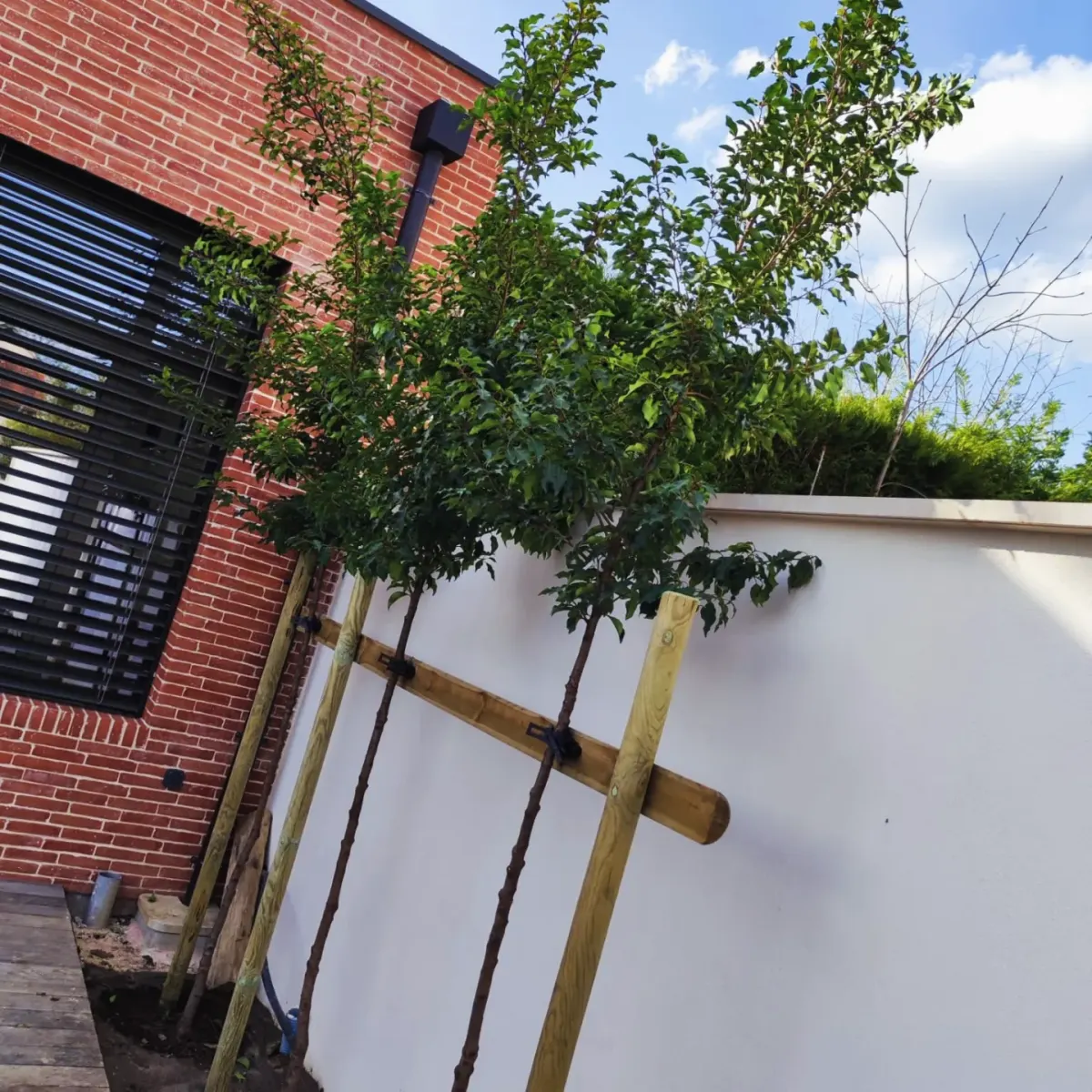 Plantation d’arbres avec tuteurage dans un jardin