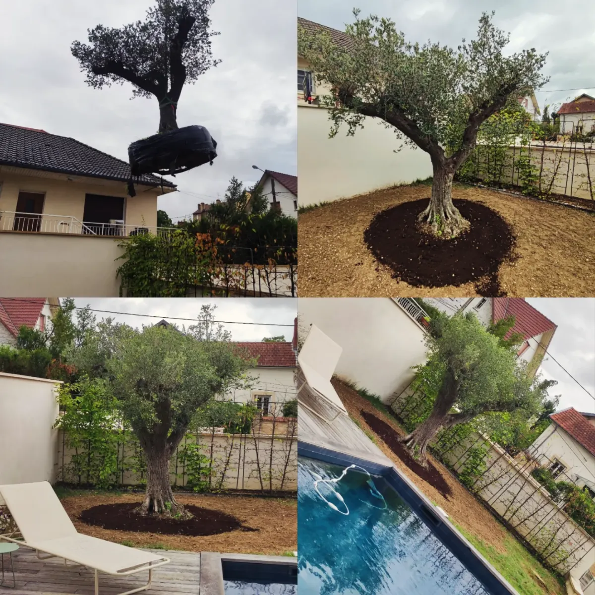 Plantation d’un grand olivier à la grue dans un jardin avec piscine