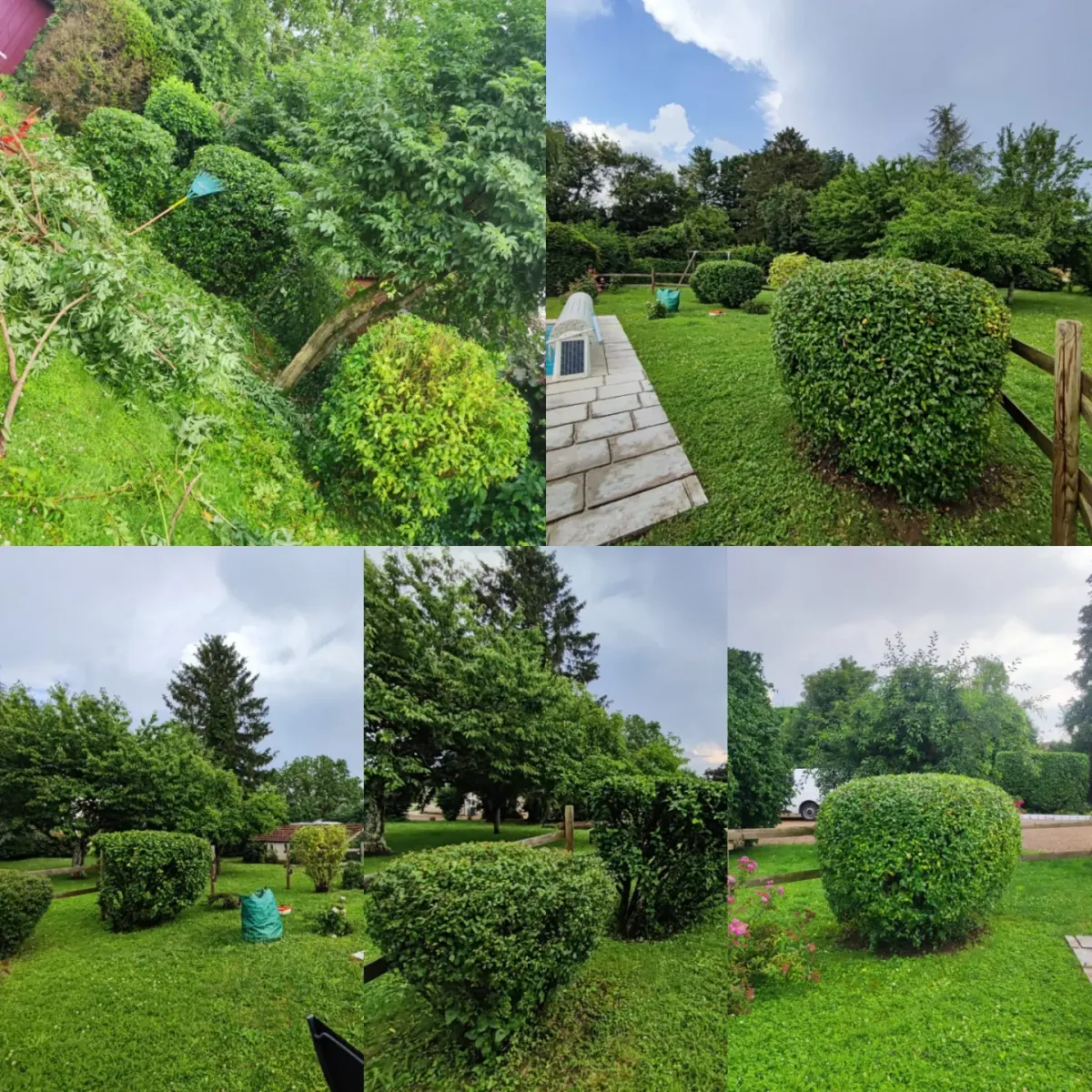 Taille d’arbustes en boule et entretien de jardin, avant / après