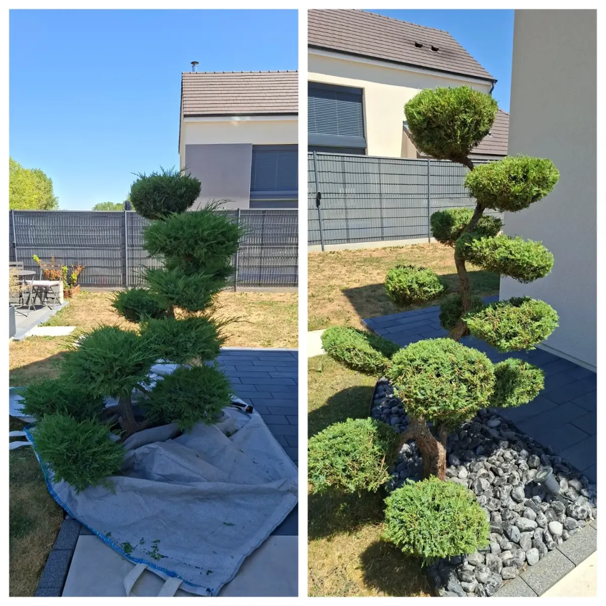 Taille en nuage (niwaki) d’un genévrier, avant / après